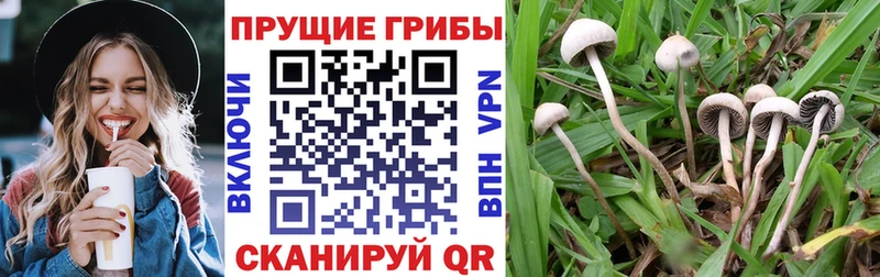 mega как зайти  Петрозаводск  Галлюциногенные грибы прущие грибы  как найти  