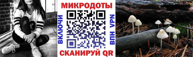 Псилоцибиновые грибы Psilocybe Петрозаводск